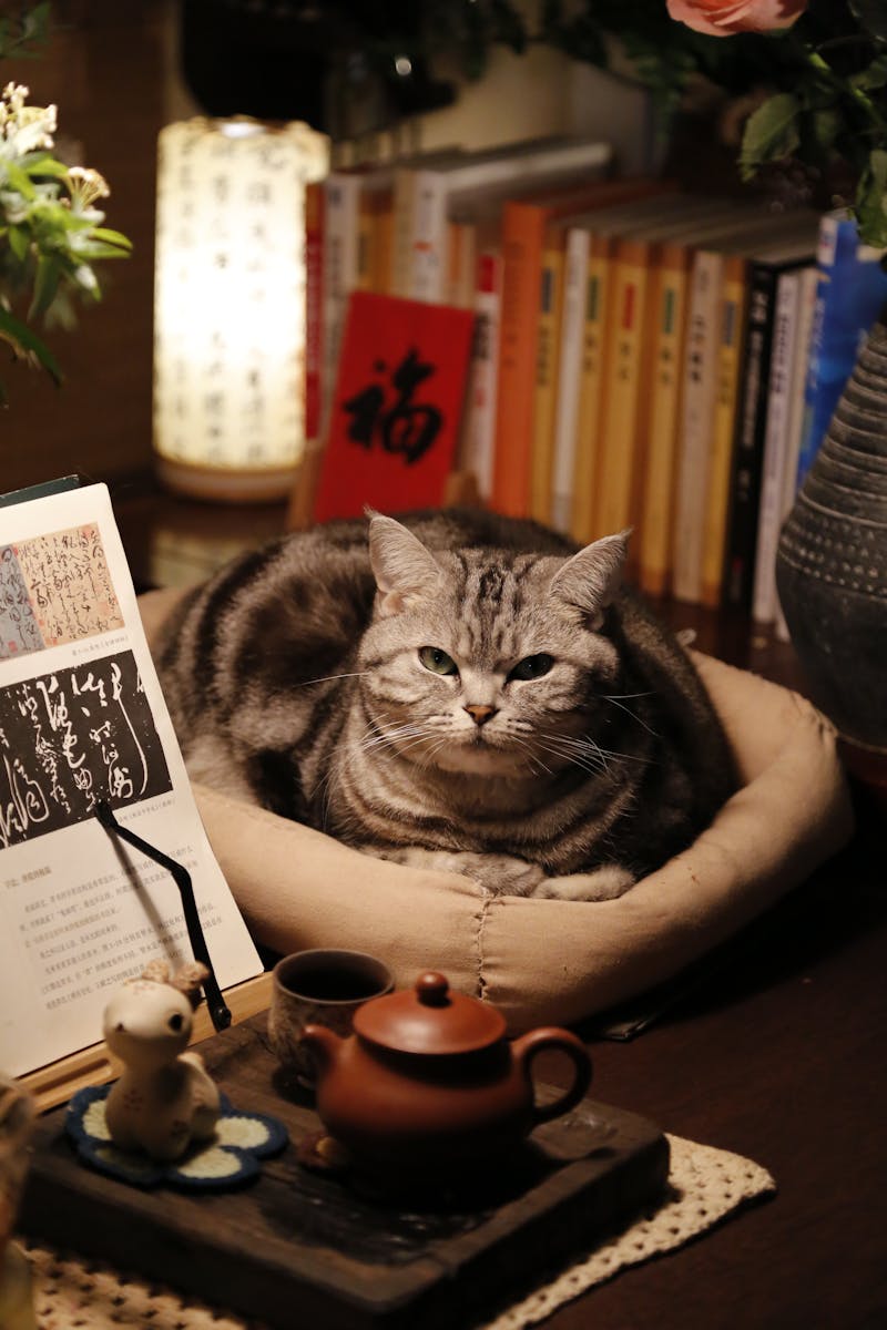 Marketing en Amazon y Marketplaces 2 Grey tabby cat lounging in a comfortable bed surrounded by books and decor.