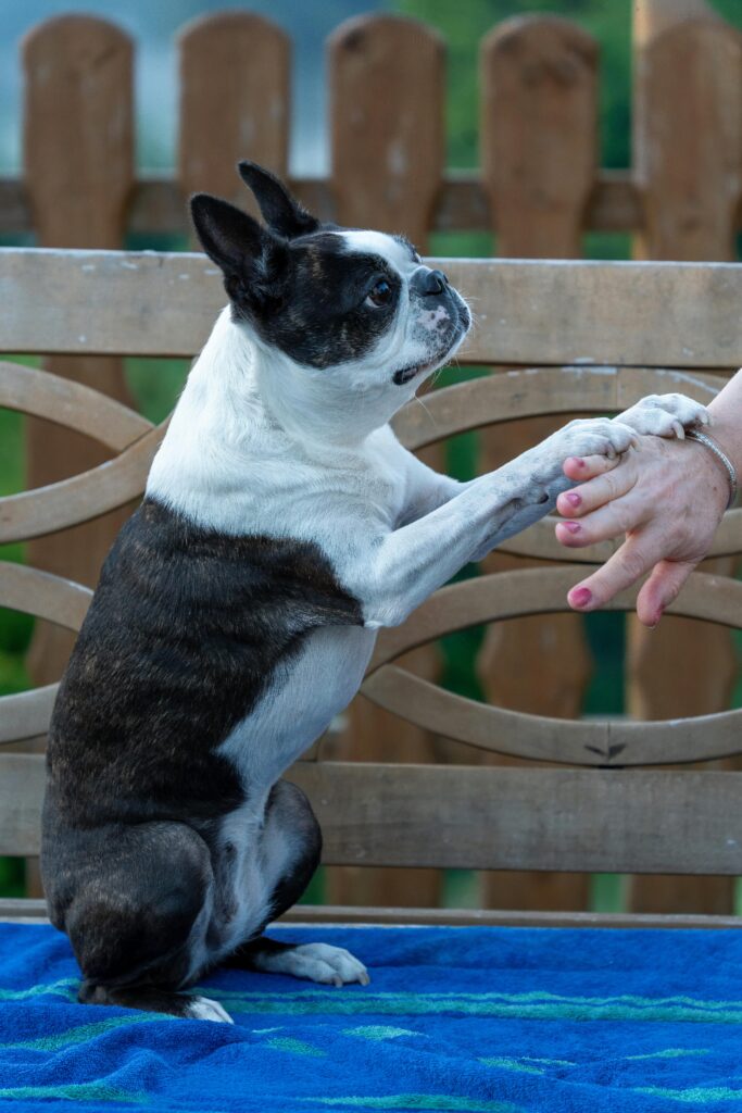 Brand Development for Baby Product Companies 5 A Boston Terrier dog shakes hands with a person outdoors, portraying friendship and loyalty.